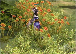 野花官方下载ios同网游架设单机版,持续设计解析方案&网红版_v5.412