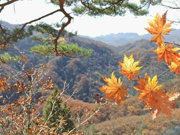 MEGAN实时扫描与百丽国际股价深度解析，策略探讨与洞察