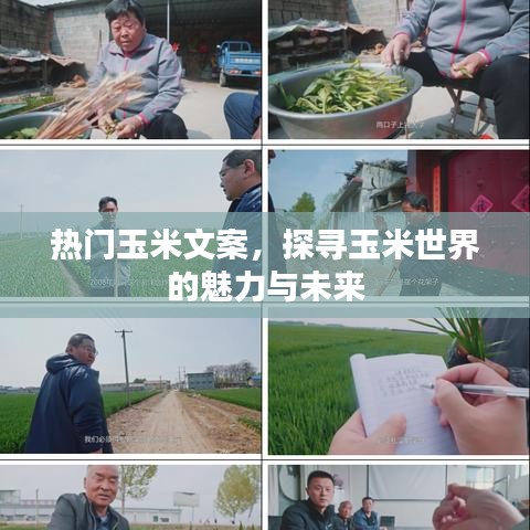 玉米魅力探寻，热门文案揭秘未来趋势