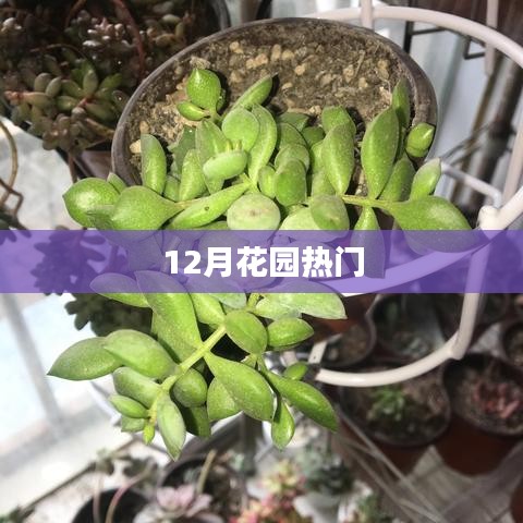 冬季花园风采，12月热门花卉欣赏