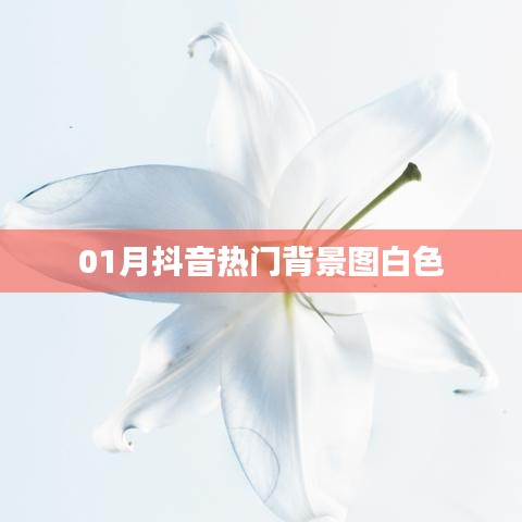 抖音热门白色背景图精选，一月精选集