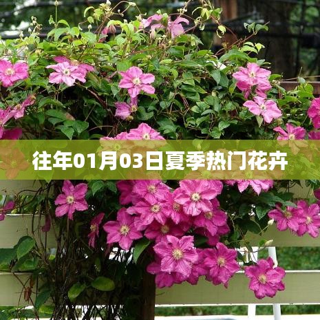 夏季热门花卉盘点，历年01月03日精选花卉欣赏