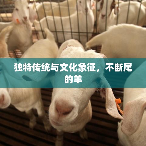 独特传统与文化象征，不断尾的羊