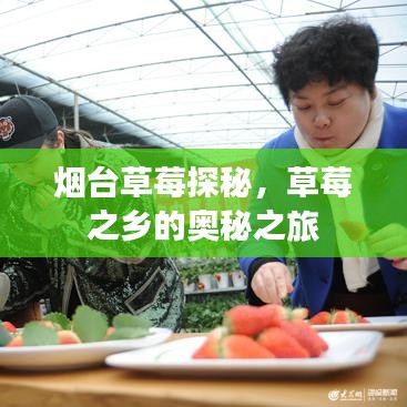 烟台草莓探秘，草莓之乡的奥秘之旅