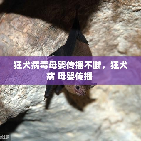 狂犬病毒母婴传播不断，狂犬病 母婴传播 