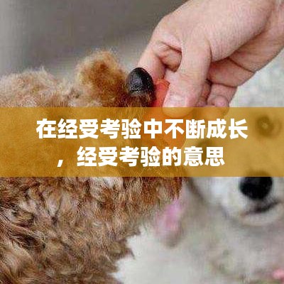 在经受考验中不断成长，经受考验的意思 