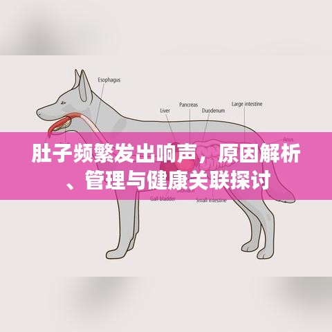 肚子频繁发出响声，原因解析、管理与健康关联探讨