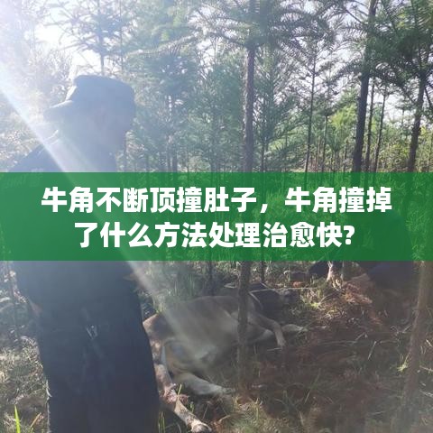 牛角不断顶撞肚子，牛角撞掉了什么方法处理治愈快? 