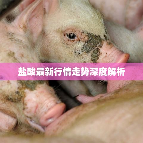 盐酸最新行情走势深度解析