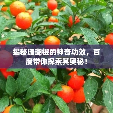 揭秘珊瑚樱的神奇功效，百度带你探索其奥秘！