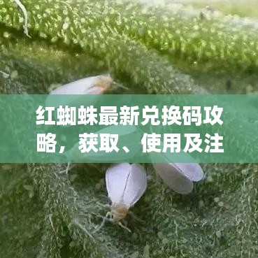 红蜘蛛最新兑换码攻略，获取、使用及注意事项一网打尽！