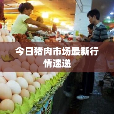今日猪肉市场最新行情速递