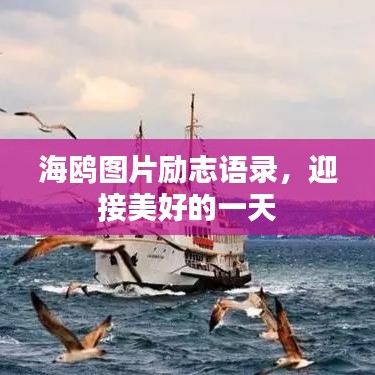 海鸥图片励志语录，迎接美好的一天