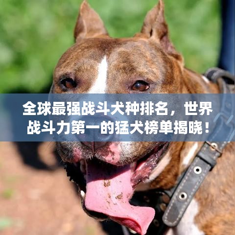 指李推张 第3页