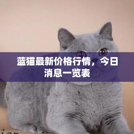 蓝猫最新价格行情，今日消息一览表