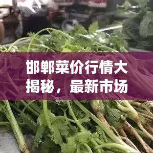 邯郸菜价行情大揭秘，最新市场动态与查询指南今日更新！