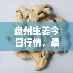 盘州生姜今日行情，最新价格动态速递