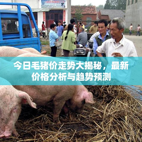 今日毛猪价走势大揭秘，最新价格分析与趋势预测