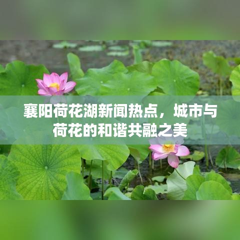 襄阳荷花湖新闻热点，城市与荷花的和谐共融之美