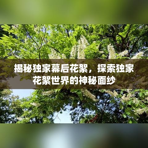 揭秘独家幕后花絮，探索独家花絮世界的神秘面纱