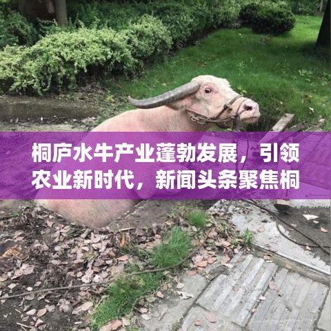 桐庐水牛产业蓬勃发展，引领农业新时代，新闻头条聚焦桐庐水牛产业创新崛起