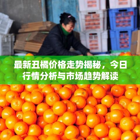 最新丑橘价格走势揭秘，今日行情分析与市场趋势解读