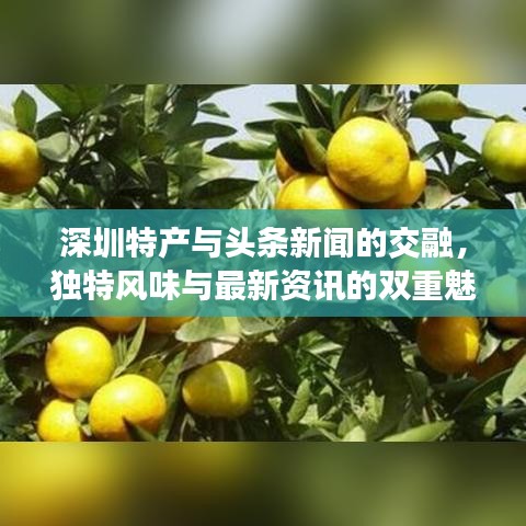 深圳特产与头条新闻的交融，独特风味与最新资讯的双重魅力