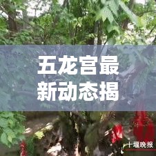 五龙宫最新动态揭秘，今日消息新闻抢先看