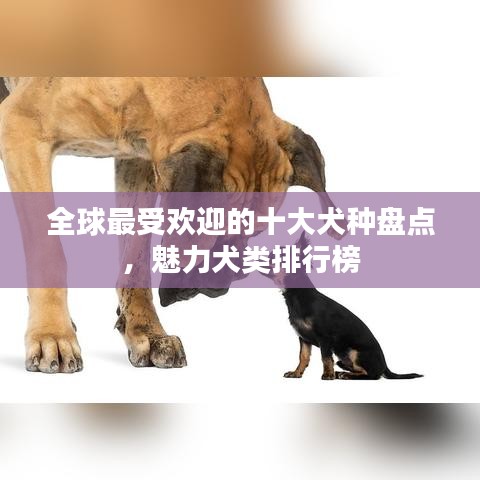 全球最受欢迎的十大犬种盘点，魅力犬类排行榜