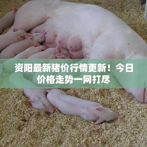 资阳最新猪价行情更新！今日价格走势一网打尽