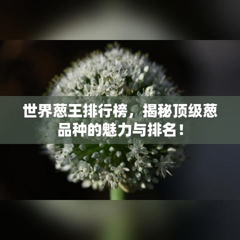 世界葱王排行榜，揭秘顶级葱品种的魅力与排名！