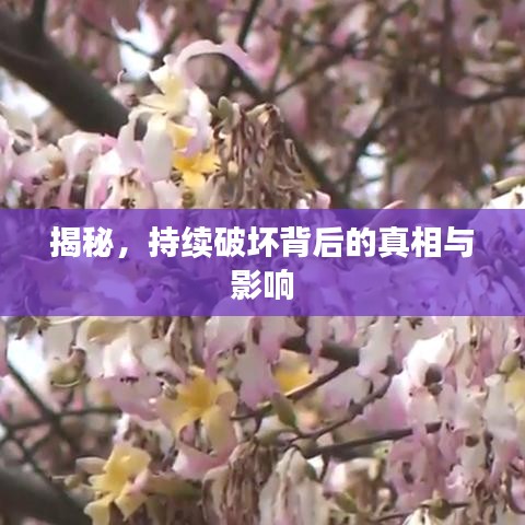 揭秘，持续破坏背后的真相与影响
