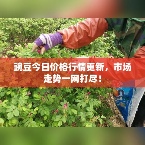 豌豆今日价格行情更新，市场走势一网打尽！