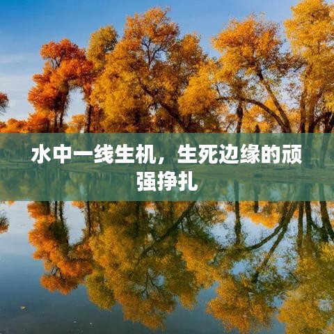 水中一线生机，生死边缘的顽强挣扎