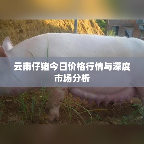 云南仔猪今日价格行情与深度市场分析