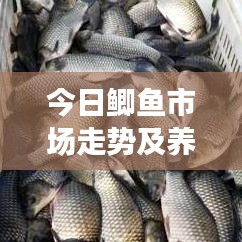 今日鲫鱼市场走势及养殖前景深度解析