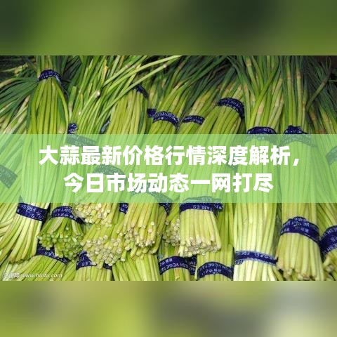 大蒜最新价格行情深度解析，今日市场动态一网打尽