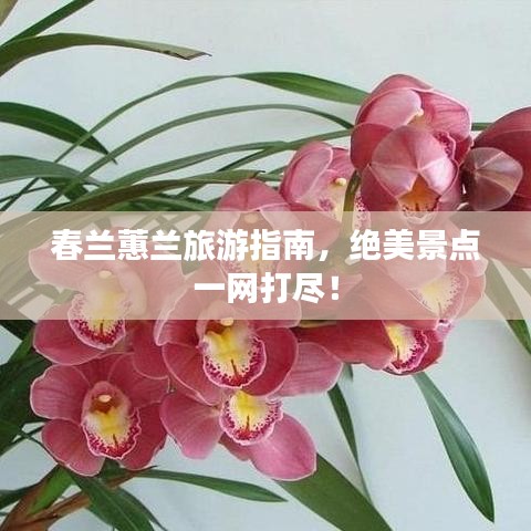 春兰蕙兰旅游指南，绝美景点一网打尽！