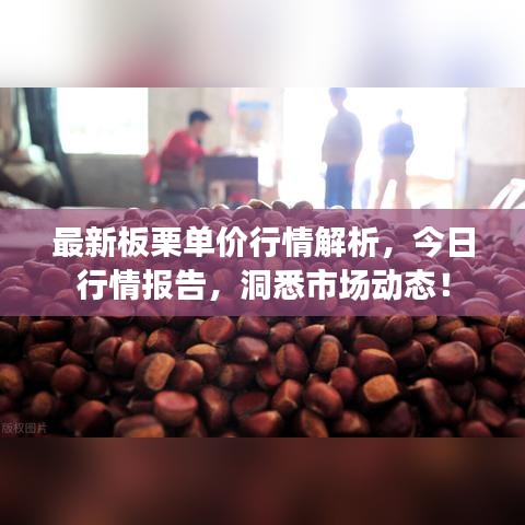 最新板栗单价行情解析，今日行情报告，洞悉市场动态！