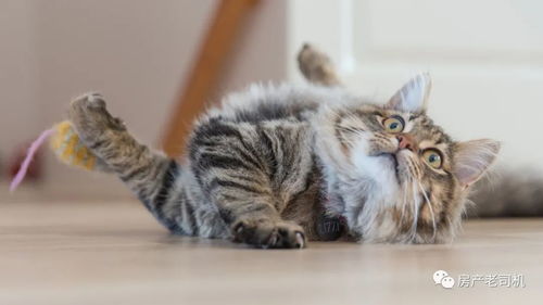 猫咪老版本，详细解读解释定义_复古版_v4.959——一款完全免费且强大的软件